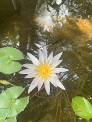 Nymphaea rubra
