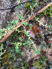 Sedum