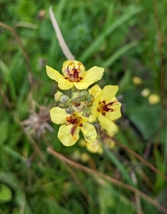 Verbascum