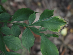 Amorphophallus henryi