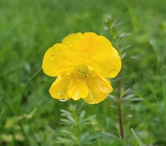 Ranunculus