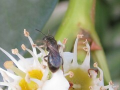 Lasioglossum