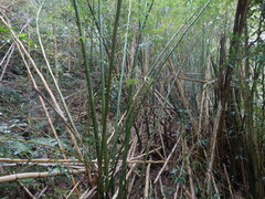 Bambusa vulgaris