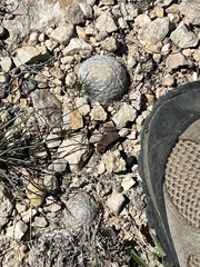 Mammillaria lasiacantha