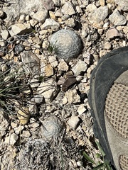 Mammillaria lasiacantha