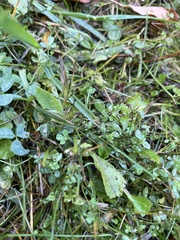 Erysiphe trifoliorum