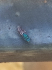 Chrysura