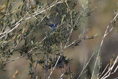 Cyanistes cyanus