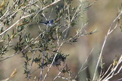 Cyanistes cyanus