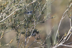 Cyanistes cyanus