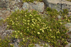 Phyllodoce glanduliflora