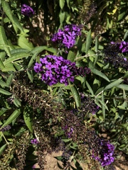 Buddleja
