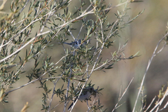 Cyanistes cyanus