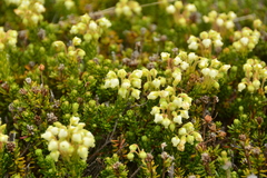 Phyllodoce glanduliflora