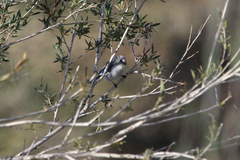 Cyanistes cyanus