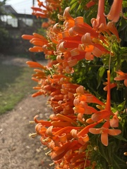 Pyrostegia