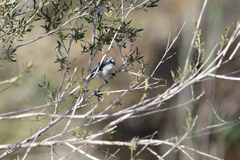 Cyanistes cyanus