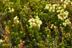 Phyllodoce glanduliflora