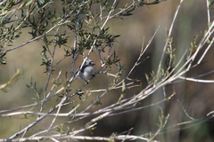 Cyanistes cyanus