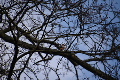 Coccothraustes coccothraustes