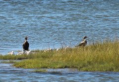 Nannopterum brasilianum