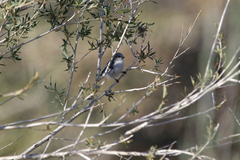 Cyanistes cyanus