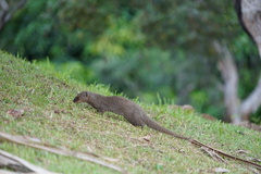 Urva auropunctata