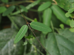 Anodendron benthamianum