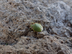 Chlorochroa