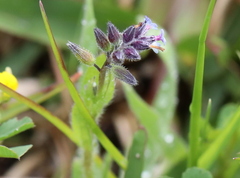 Myosotis arvensis