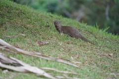 Urva auropunctata