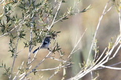 Cyanistes cyanus