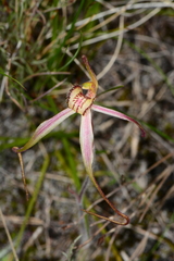 Caladenia orientalis