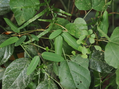 Anodendron benthamianum