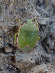 Chlorochroa