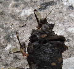 Diacrita costalis