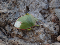 Chlorochroa