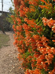 Pyrostegia