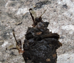 Diacrita costalis