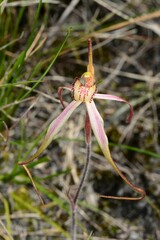 Caladenia orientalis