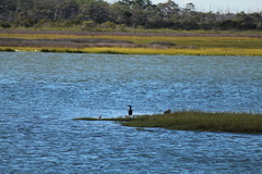 Nannopterum brasilianum
