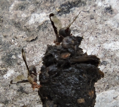 Diacrita costalis