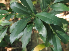Ardisia cornudentata morrisonensis