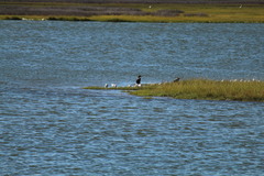 Nannopterum brasilianum