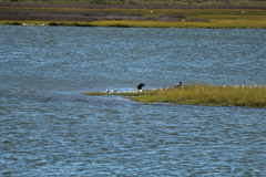 Nannopterum brasilianum