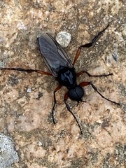 Bibio pomonae