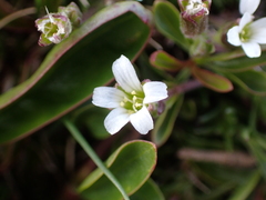 Cherleria biflora