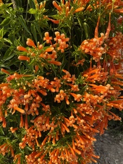 Pyrostegia