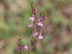 Muraltia satureioides