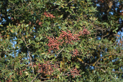 Pistacia atlantica mutica